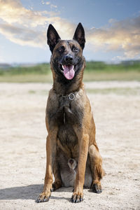 Portrait of dog on field