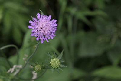 Close-up of pink flowering plant