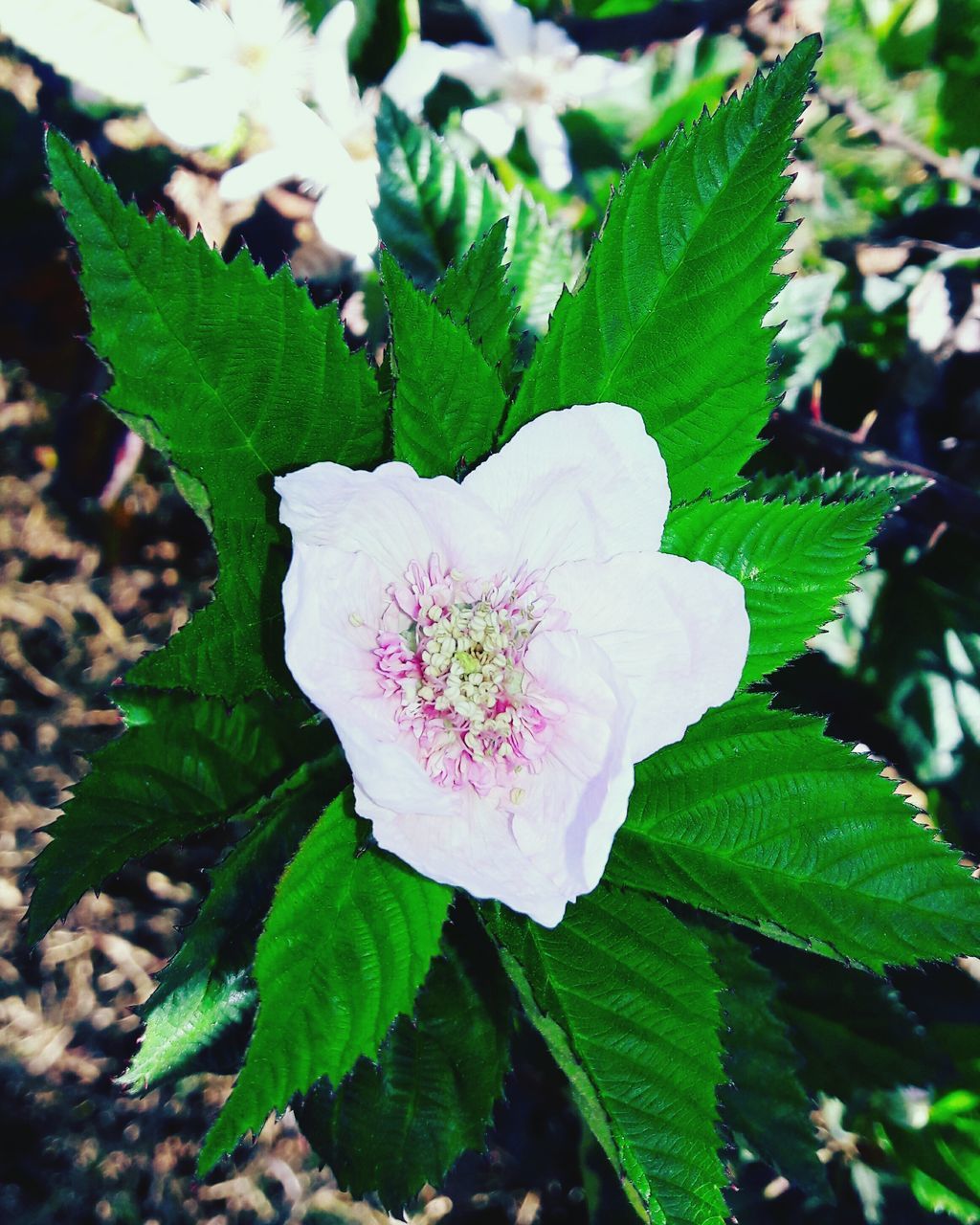 nature, flower, leaf, growth, freshness, fragility, beauty in nature, plant, green color, petal, close-up, flower head, pink color, no people, outdoors, day