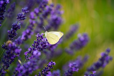 Close-up of butterfly pollinating on purple flowering plant