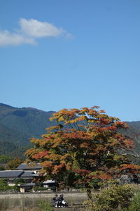 Trees on mountain against sky