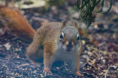 Close-up portrait of squirrel