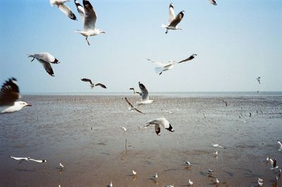 animals in the wild