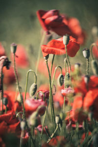 Close-up of red flower