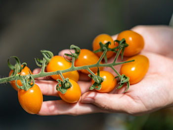 Close-up of cherry tomatoes
