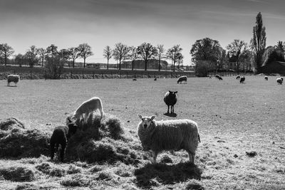 View of sheep grazing on field