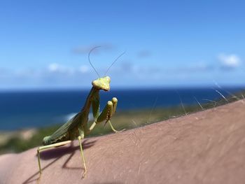 Close-up of insect on hand against sky