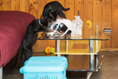 View of a dog holding camera on table
