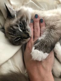 Close-up of a cat