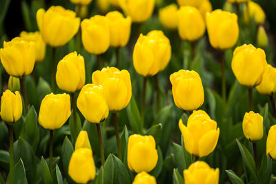 Close-up of yellow crocus flowers blooming on field