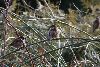 Bird perching on twig