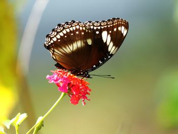 Close-up of butterfly pollinating on flower