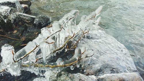 High angle view of crab on rock by sea