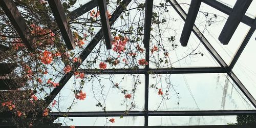 Low angle view of flower tree in winter