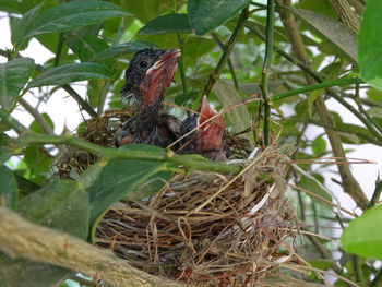 Close-up of bird perching on nest