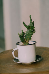 Close-up of potted plant on table