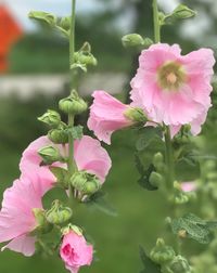 Close-up of pink flowers blooming outdoors