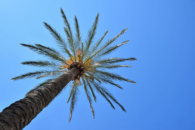 Low angle view of palm tree against clear blue sky