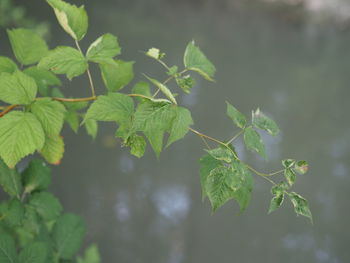 Close-up of leaves on tree