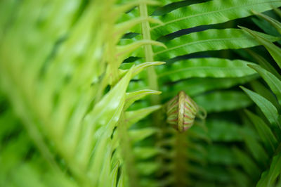 Close-up of insect on plant