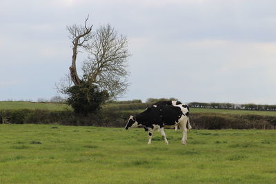 Cow on field 