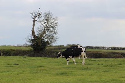 Cows in a field