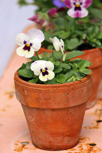 Close-up of potted pansy 