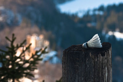 Close-up of wooden post on tree stump during winter