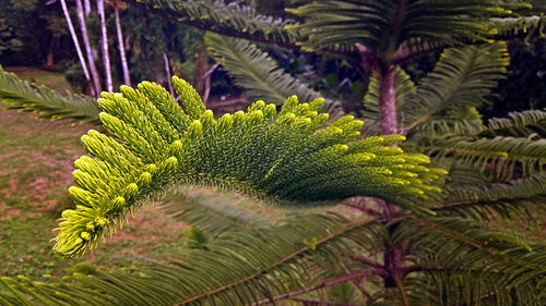 Close-up of fern leaves on tree