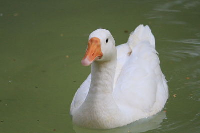 Close-up of swan swimming in lake