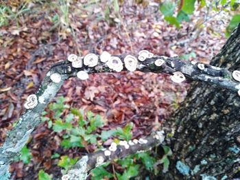 High angle view of leaves on tree trunk