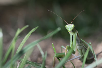 Mantis patiently posing and lurking. close up of insect in the nature