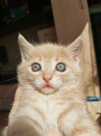 Close-up portrait of a cat