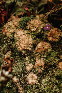 Close-up of fresh green leaves