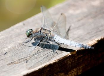 High angle view of dragonfly on wooden table