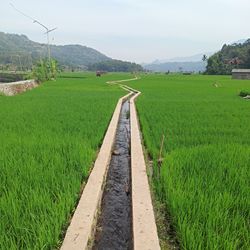 Scenic view of agricultural field against sky