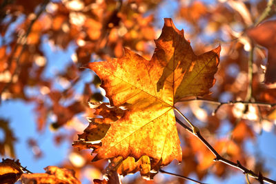 Close-up of maple leaf on branch