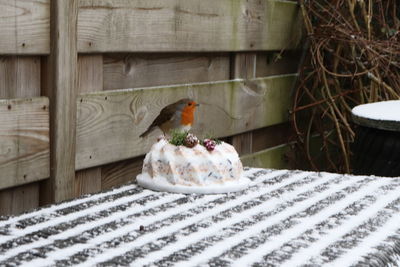 Close-up of bird perching on wood