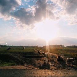 Cows grazing on field against sky during sunset