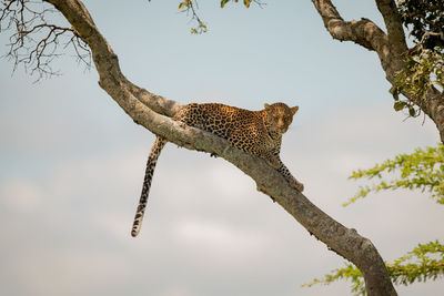 Leopard on tree trunk