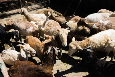 View of sheep in pen