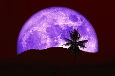 Close-up of plant against moon at night