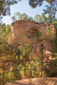 View of trees growing on rock