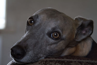 Close-up portrait of dog