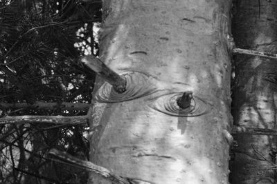 Close-up of tree trunk