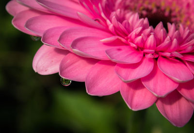 Close-up of pink dahlia flower