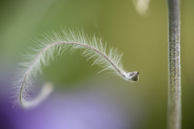 Close-up of fresh green plant