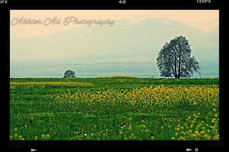 transfer print, field, yellow, landscape, rural scene, flower, growth, tranquil scene, beauty in nature, agriculture, auto post production filter, sky, nature, tranquility, farm, scenics, crop, plant, freshness, cultivated land