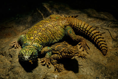 High angle view of lizard on field
