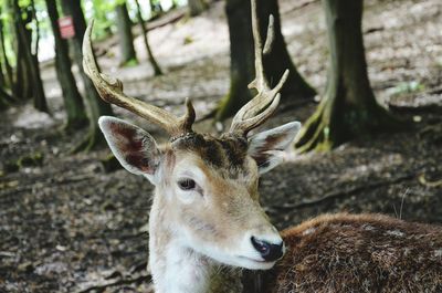 Close-up of deer in forest